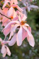 Magnolia x loebneri 'Leonard Messel' 