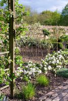 View across spring potager with espalier fruit arch and step-over apples in blossom 