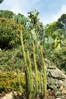 Cactus in dry garden at Villa Ephrussi de Rothschild, Cap Ferrat, France