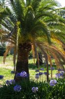 Agapanthus under palm tree at The Hanbury Garden, Ventimiglia, Liguria, Italy
