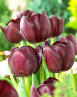 Tulipa 'Supri Blacky'