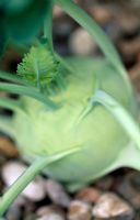 Brassica oleracea - Kohlrabi with gravel mulch