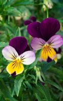 Viola tricolor - Heartsease Pansy