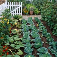 Vegetable garden with rows of Cucurbita 'Atlantic Giant',  Brassica 'Primo' and Brassica 'Greyhound' with Tropaeolum and Helianthus - Dell's Produce, Hampton Court 1995
