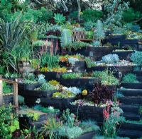 Aeoniums, Phormium, Ixias, Watsonias, Agaves, Echeverias, Aloes and Dierama -  Feibusch Garden, San Francisco