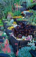 Raised terraced beds of alpines and  succulents - Aeonium 'Zwartkop' Watsonias, Agaves, Echeverias, Aloes, Kalanchoe, dierama - Feibusch Garden, San Francisco