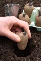 Solanum tuberosum 'Charlotte' - Chitted seed Potatoes being planted in the ground