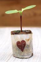 Helianthus 'Giant Single' - Sunflower seedling in recycled and biodegradable newspaper pot