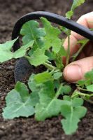 Sonchus oleraceus - Weeding Sow Thistle with hand hoe. Common garden weeds.