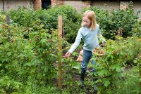 Girl picking raspberries into a trug shape wicker basket, Gooseberry and Currant bushes in the background in an organic vegetable garden in June - Gowan Cottage,  Suffolk