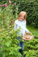 Girl picking raspberries into a trug shape wicker basket in June in an organic vegetable garden - Gowan Cottge, Suffolk