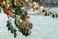 Turdus merula - Female Blackbird eating red berries on a Cotoneaster lacteus on a frosty morning in February