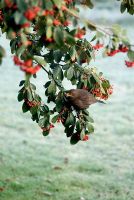 Turdus merula - Female Blackbird eating red berries on a Cotoneaster lacteus on a frosty morning in February