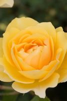 Rosa Graham Thomas 'Ausmas' - A David Austin bred Rose from The English Rose Collection