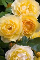 Rosa Graham Thomas 'Ausmas' - A David Austin bred Rose from The English Rose Collection