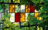 Golden Hop surrounding stained glass panel in Designer Jonathan Baillie's garden