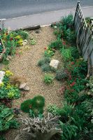 Gravel front garden with driftwood, Alchemilla mollis, poppies, Festuca glauca, Festuca gautieri, Centranthus ruber and Carex flagellifera
