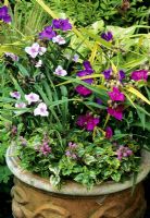 Three cultivars of Tradescantia underplanted with Lamium maculatum 'Golden Anniversary' in a terracotta pot -   Tradescantia 'Sweet Kate', 'Bilberry Ice' and 'Carmine Glow' 