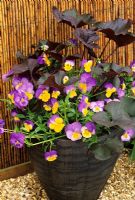 Colour themed container planting with Ligularia 'Britt Marie Crawford' and Viola