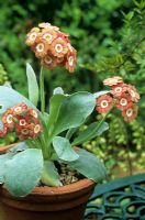 Primula auricula 'Brownie' growing in a terracotta pot