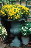 Yellow Chrysanthemums in grey-blue metal urn with trellis behind in London garden