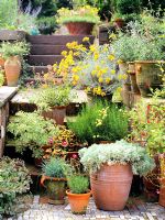 Mediterranean garden with mixed plants in terracotta pots