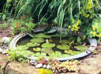 Miniture pond with Nymphaea
