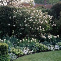 The white garden at Chenies Manor, Bucks, with - left to right - Tulipa 'Mount Tacoma', Tulipa 'Blizzard' and Tulipa 'White parrot'
