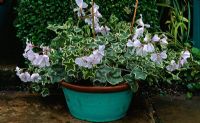Trailing Pelargonium L'Elegante' and Helichrysum petiolare in a pot
