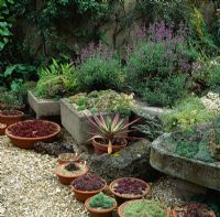 Sempervivum pans and alpine troughs in hot garden - Turn End, Bucks