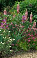 Summer border with Lupinus 'The Chatelaine', Iris and Allium schoenoprasum 'Forescate' - Designed by Pam Lewis at Sticky Wicket, Dorset