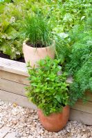 Small pots of herbs - Nailsea, Somerset, UK 