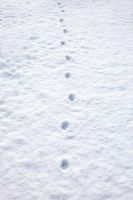 Cat paw prints in the snow