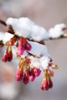 Prunus 'Kursar' with snow