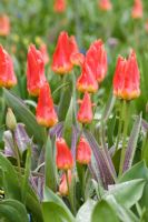 Tulipa 'Red Riding Hood' - Greigii tulip