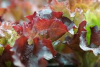 Lactuca sativa 'Lollo Rossa' - Fresh new salad leaves of lettuce