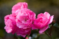 Rosa 'Pink Perpetue'