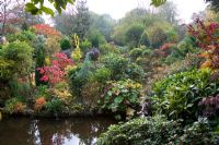 Autumnal colours of - Sumach, Hydrangea prezoia, Ulmus aurea, Acacia, Cotinus 'Grace', conifers and rhododendrons surrounding a pond
