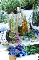 Still life of potted herbs and flavoured oils in bottles