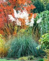 Cortaderia selloana - Pampass Grass