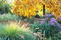 Sitting place in Autumn garden with Pennisetum