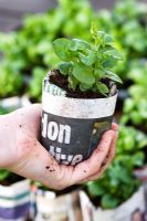 Making paper pots - Planting Lobelia plugs in recycled newspaper pot