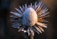 Echinacea purpurea with frost dusted seed head of at Pettifers Garden, Oxfordshire