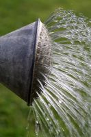 Water pouring out of a galvanised metal watering can