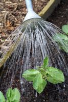 Vicia faba 'Green Windsor' - Watering organic Broad Bean plants with galvanised metal watering can