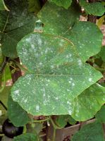 Cucurbita with powdery mildew - Early stage symptoms on Squash leaf