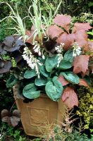 Shade loving container planting - Rodgersia podophylla, Hosta 'Blue Cup', Ligularia 'Britt Marie Crawford' and Phalaris arundinacea 'Feesey'