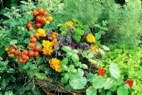 Herbs, flowers and vegetables growing in a wire potato harvesting basket - French Marigolds as a white fly deterrent with Tomatoes, Parsley, Basil, Kale and  Tropaeolum 'Alaska Mixed'