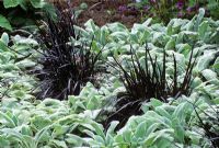 Ophiopogon planiscapus 'Nigrescens' planted with Stachys byzantina 'Silver Carpet'