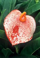 Anthurium scherzerianum 'Rothschildianum' - Flamingo Flower